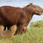 conc
